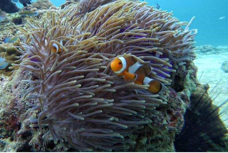 Snorkeling