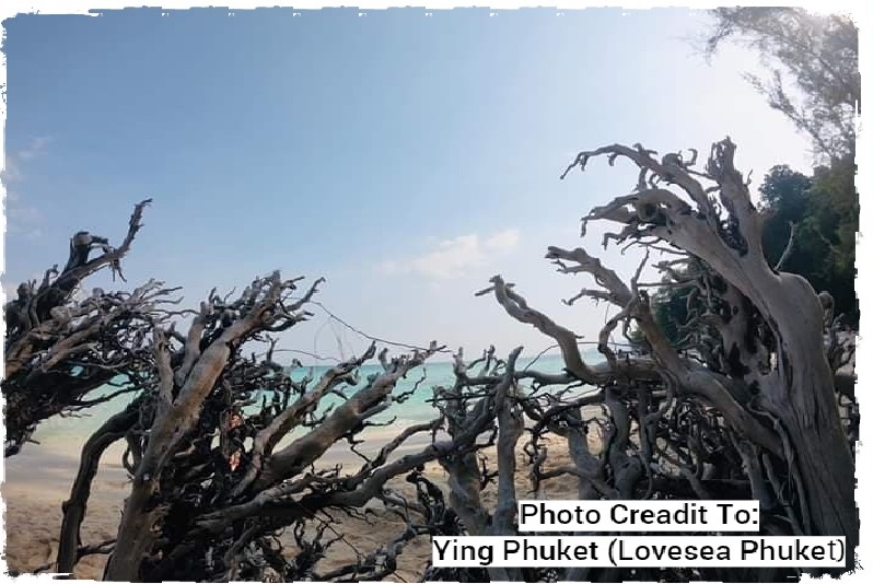 Bamboo Island