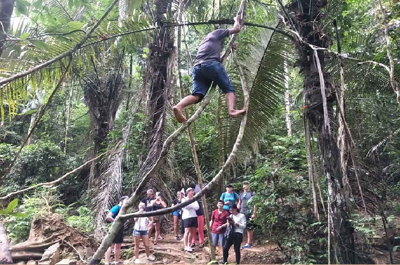 Jungle Trekking